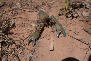 A blue claw crayfish in the desert