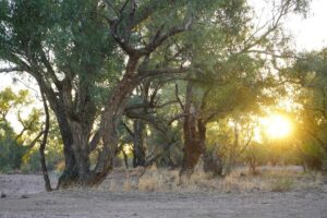Trees with the sun setting in the background